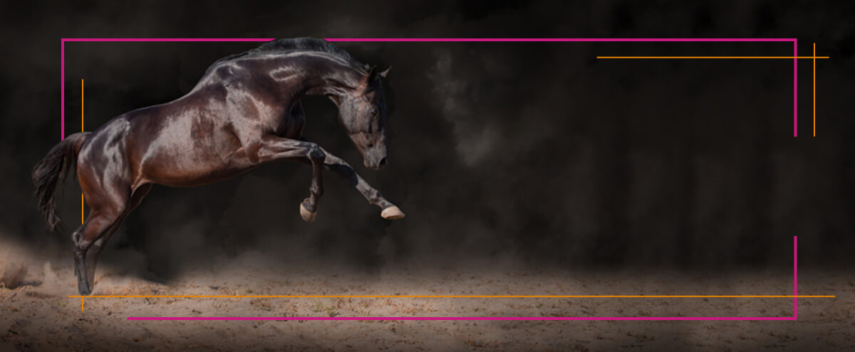 Horse Graphic - Réactivité